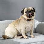 Velvet Dog Sofa with Cushion, Armrests and Backrest, 82 x 54 x 36 cm, Light Grey
