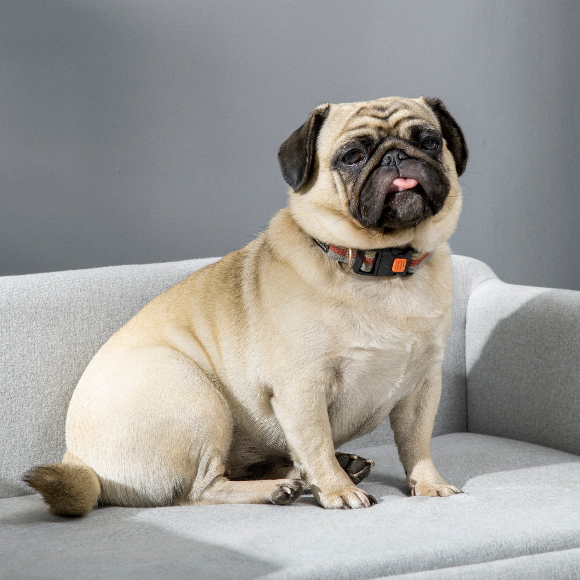 Velvet Dog Sofa with Cushion, Armrests and Backrest, 82 x 54 x 36 cm, Light Grey