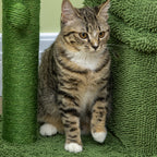 Cat Scratching Post with Bed, House and Cactus-Shaped Sisal Pole, 68x30x67cm, Green