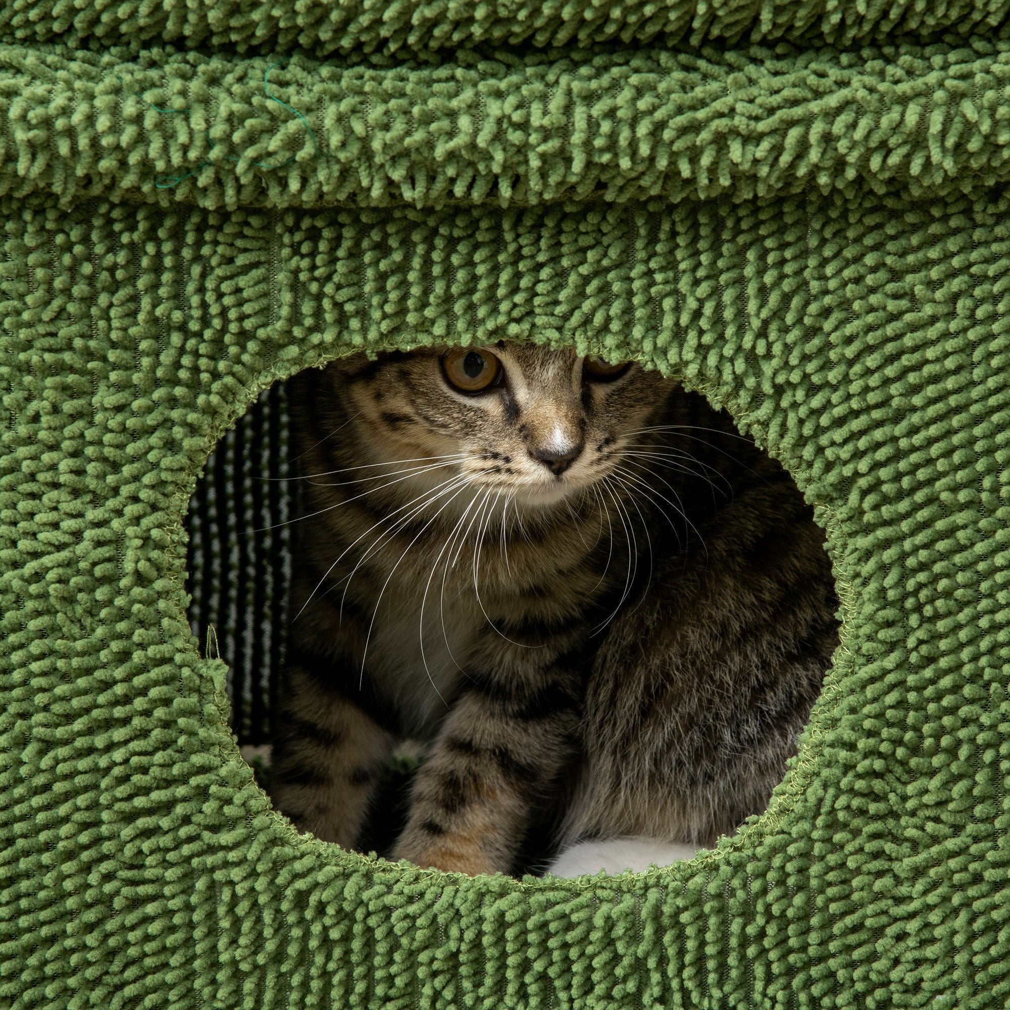 Cat Scratching Post with Bed, House and Cactus-Shaped Sisal Pole, 68x30x67cm, Green