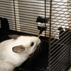 Guinea Pig Cage with Handle, Water Tank, Ramp and Tray, 80x48x58cm, Black - Borge' Group Limited