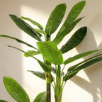 HOMCOM Artificial Banana Tree, Fake Plant with 18 Leaves, 180 cm, Green