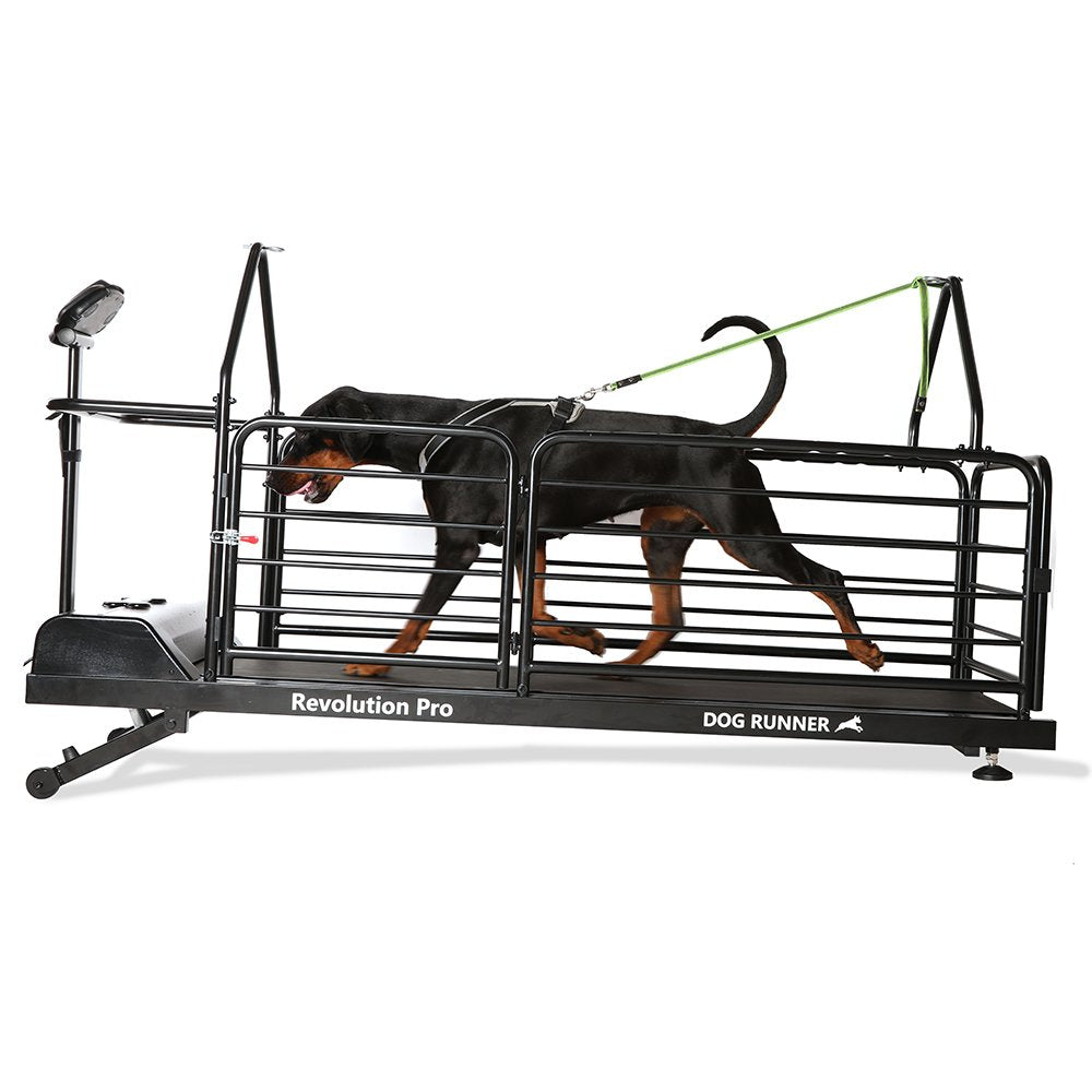 Treadmill for dogs | Dog Runner | Revolution Pro - Borgè