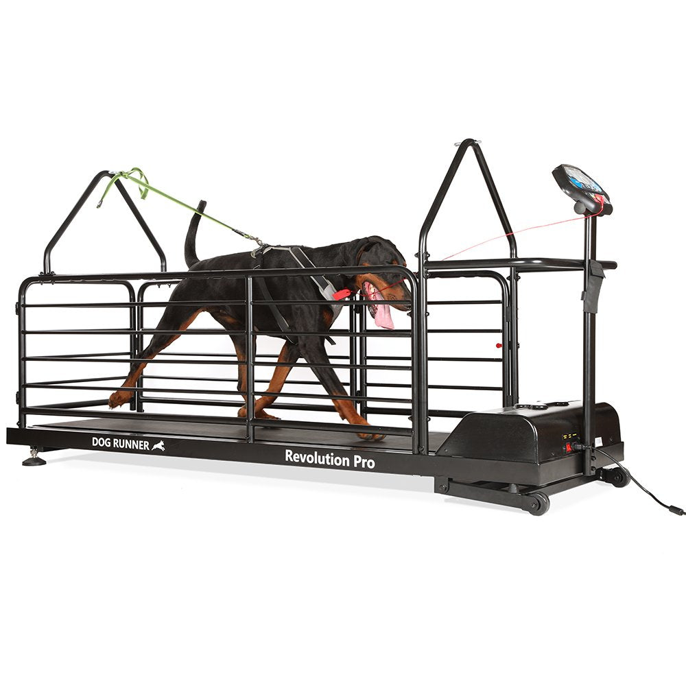 Treadmill for dogs | Dog Runner | Revolution Pro - Borgè