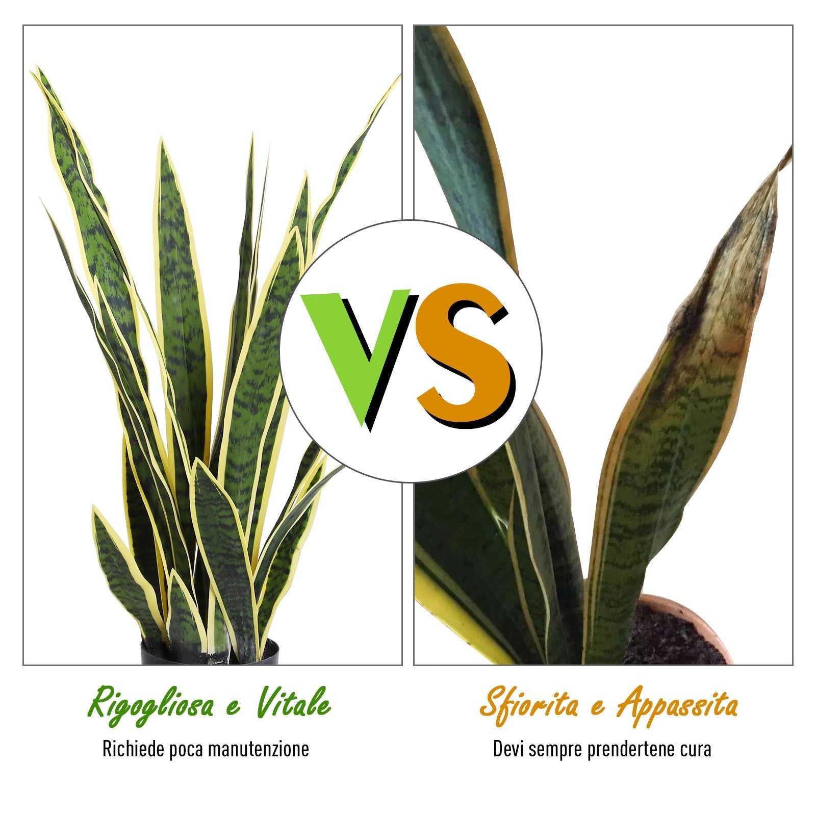 Outsunny sanseveria artificial outdoor and interior plant with green and yellow realistic decorative vase ф15cm x 80cm - Borgè